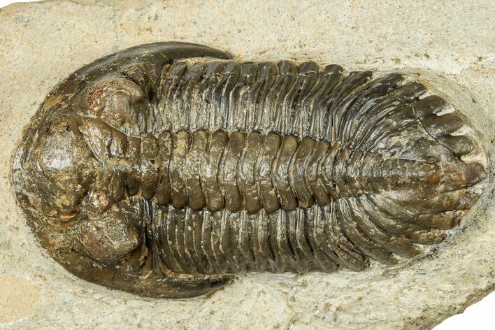 Bargain, Hollardops Trilobite - Ofaten, Morocco #251029